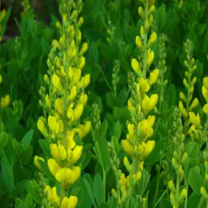 Yellow Wild Indigo - Baptisia sphaerocarpa